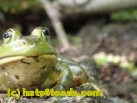 /home//u458753944/public_html/sourcegallery///Frogs/Bullfrogs 2016-08 Ontario/P8140082.JPG